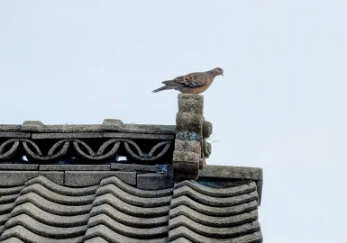 野鳩