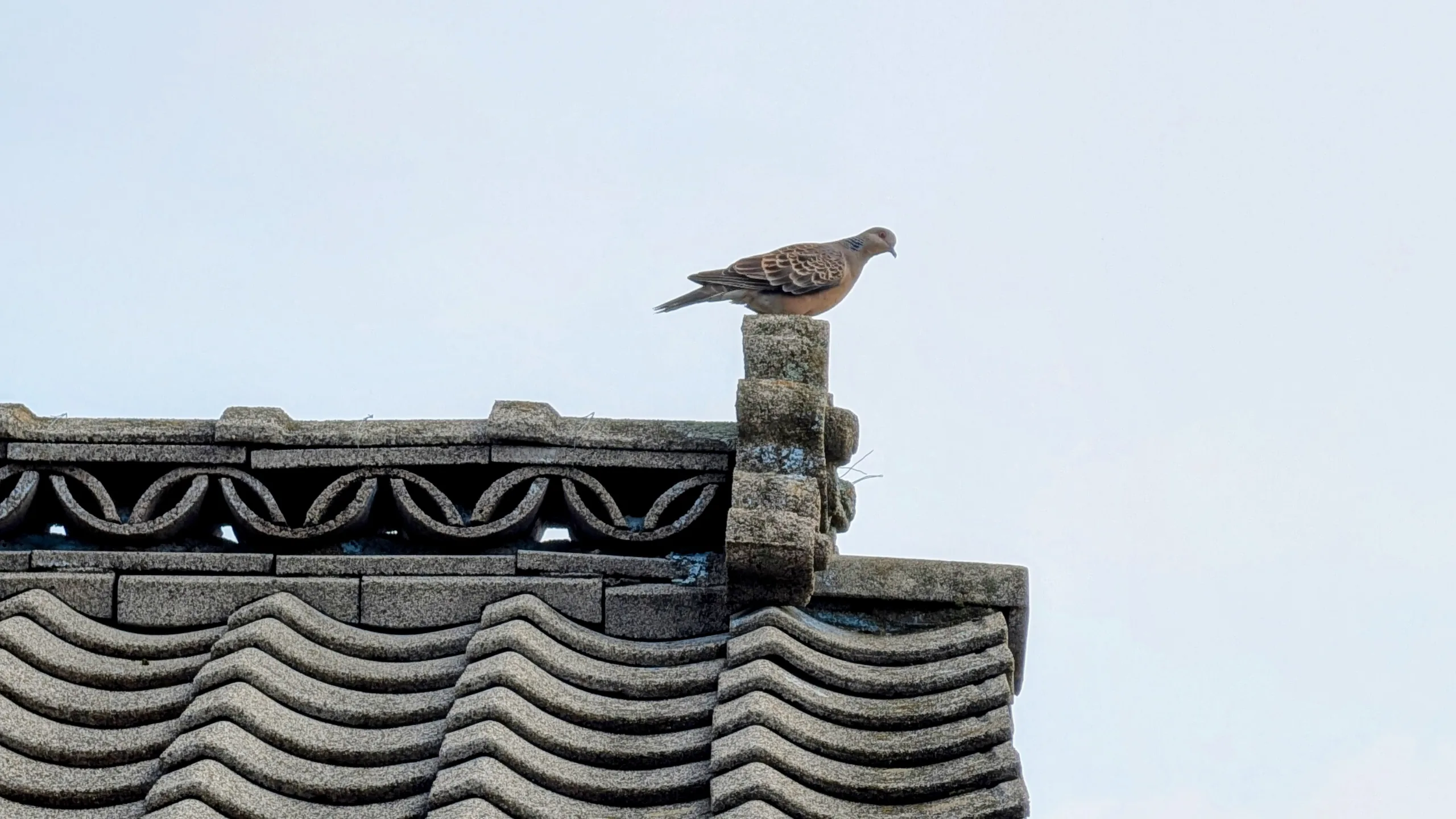 野鳩うるさし　朝ごはんは大豆